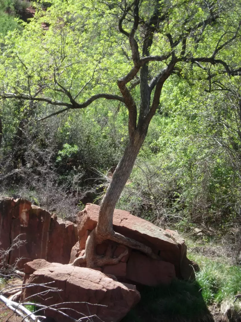 Life of a Tree, not always easy.
