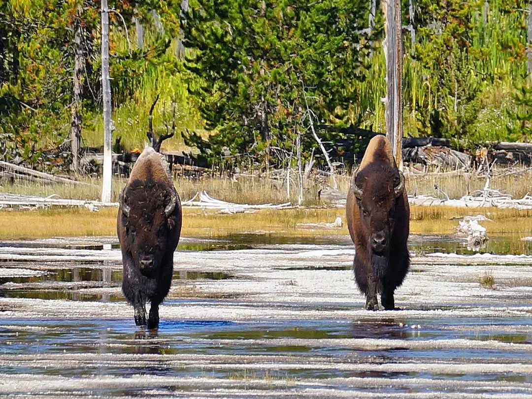 Yellowstone NP 2019